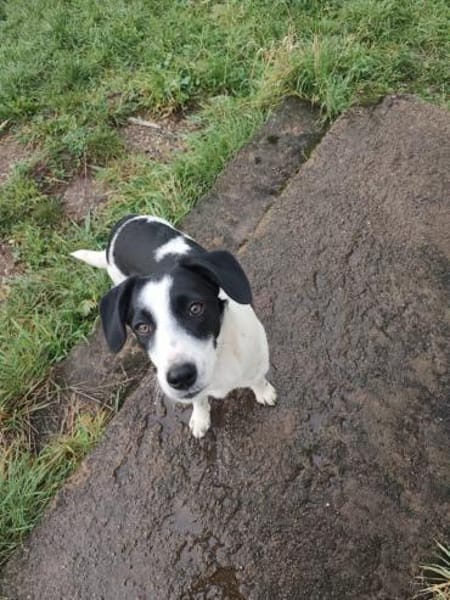 Mae - unsere Hübsche wartet auf Dich