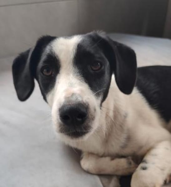 Mae - unsere Hübsche wartet auf Dich