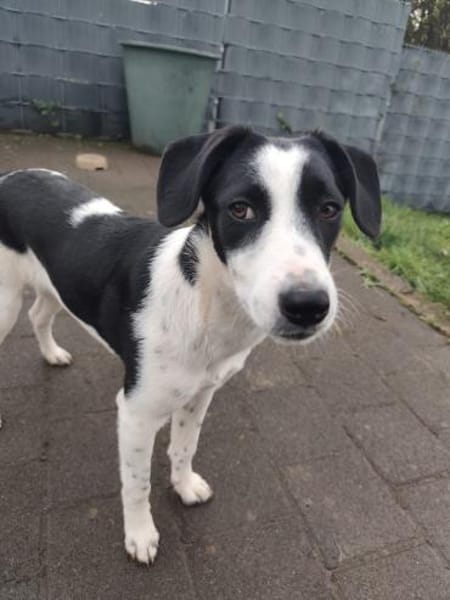 Mae - unsere Hübsche wartet auf Dich