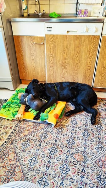 BAGHEERA - täglich fördern und fordern