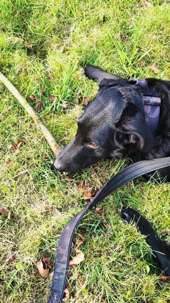 BAGHEERA - täglich fördern und fordern