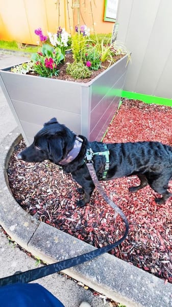 BAGHEERA - täglich fördern und fordern