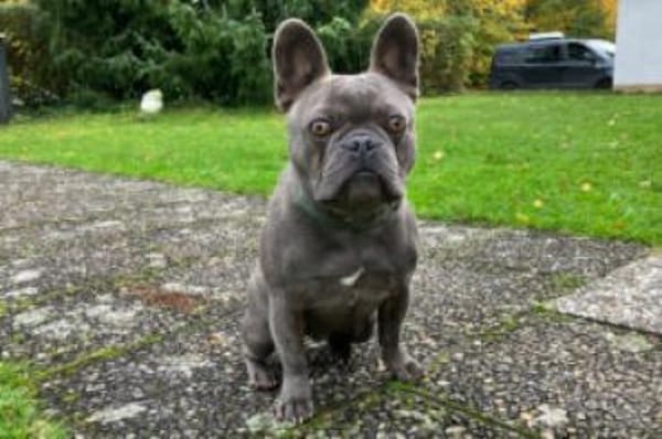 FRENCH OSKAR - mit Ahnentafel