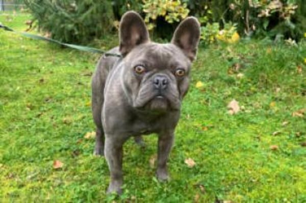 FRENCH OSKAR - mit Ahnentafel