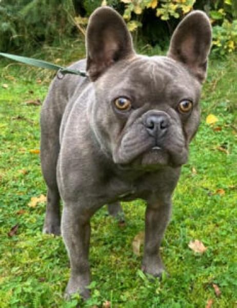 FRENCH OSKAR - mit Ahnentafel