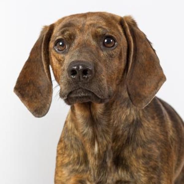 ❤Piccio - im Deutschland in 66500