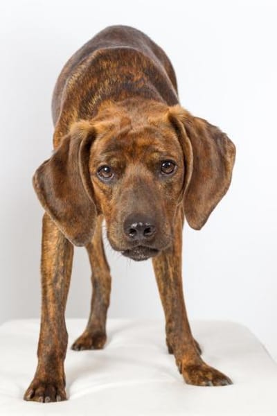 ❤Piccio - im Deutschland in 66500