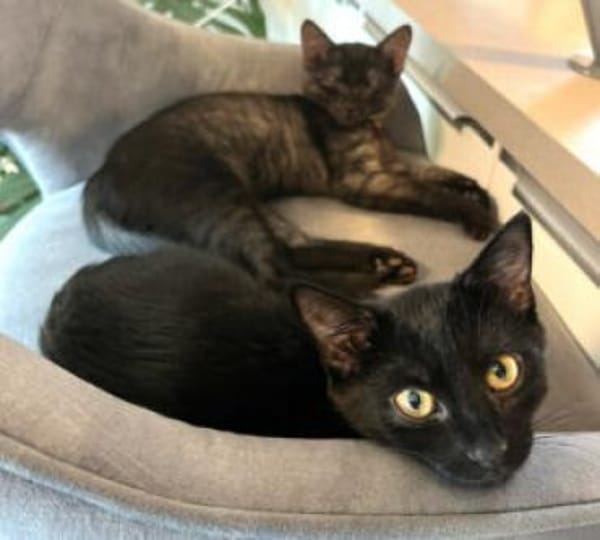 ANNA&TOM  - wie Yin und Yang