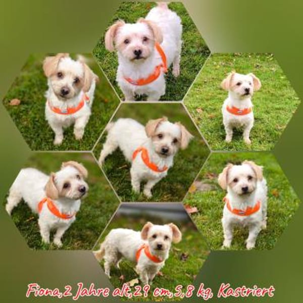 Bichon/Yorkie Hündin sucht ein Zuhause