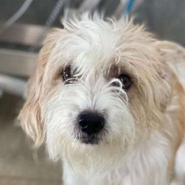 Eko, geb. ca 11/2021, 53940 Hellenthal