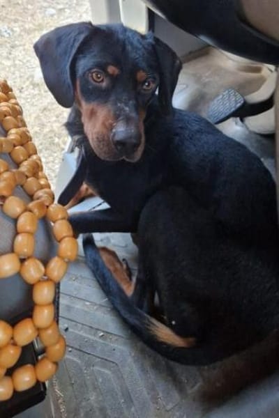 Sigma, geb. ca. 04/2024, 50997 Köln