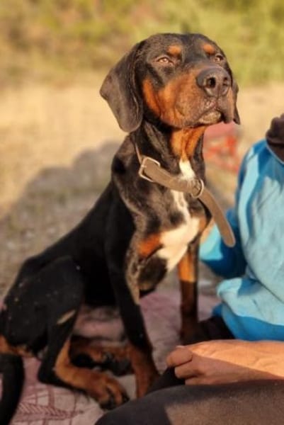 Sigma, geb. ca. 04/2024, 50997 Köln