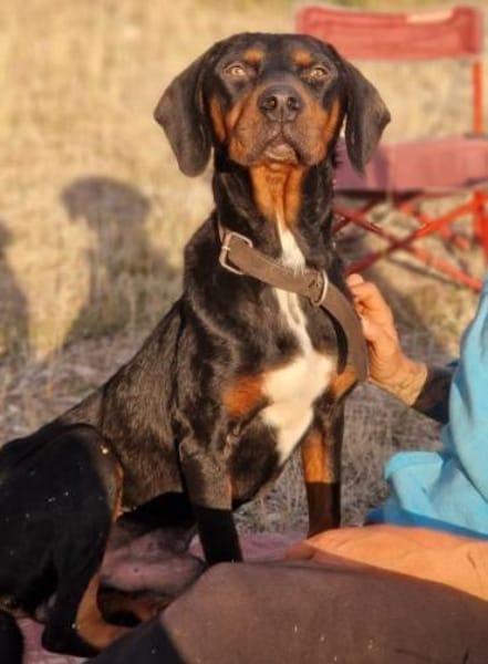 Sigma, geb. ca. 04/2024, 50997 Köln