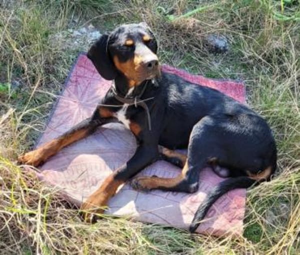 Sigma, geb. ca. 04/2024, 50997 Köln