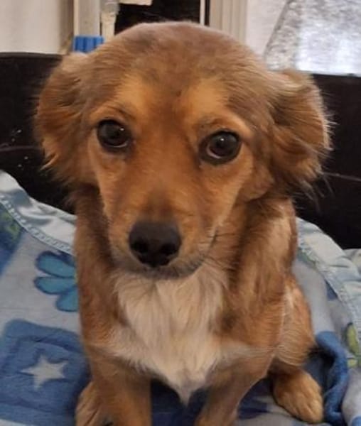 Ardyn, geb. ca 04/2024, 79206 Gündlingen