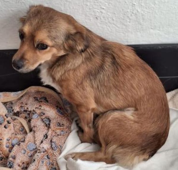 Ardyn, geb. ca 04/2024, 79206 Gündlingen