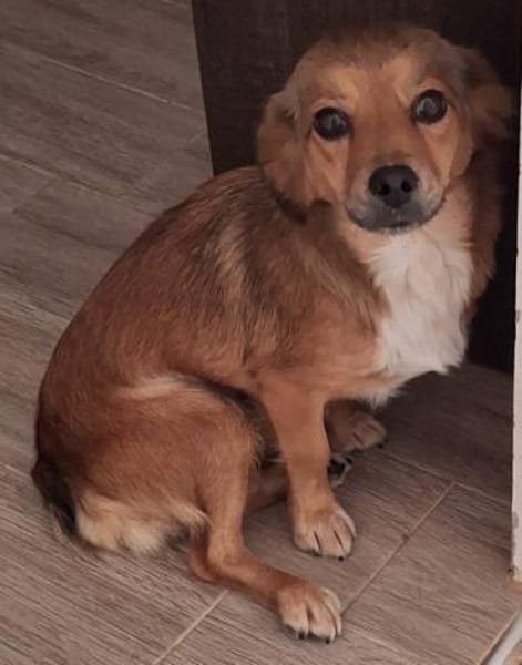 Ardyn, geb. ca 04/2024, 79206 Gündlingen