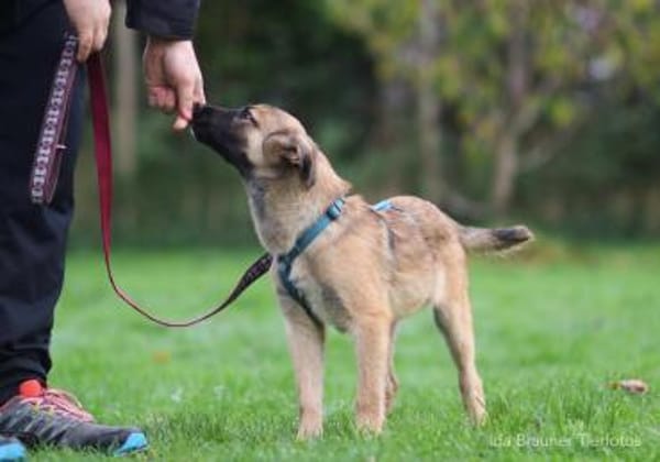 Baily 4 Monate sucht Zuhause