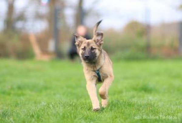 Baily 4 Monate sucht Zuhause