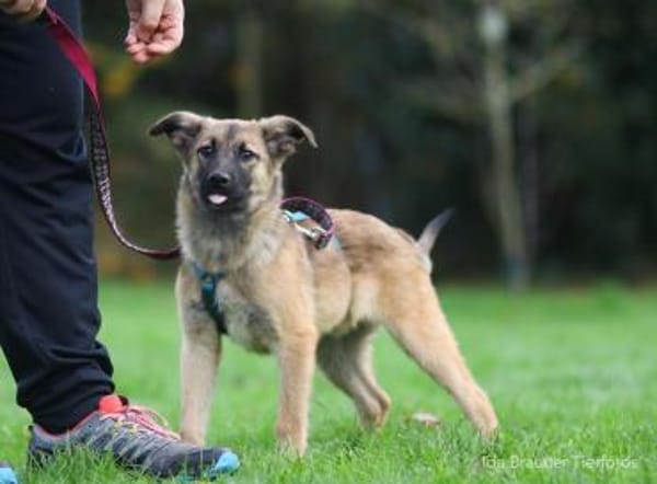 Baily 4 Monate sucht Zuhause