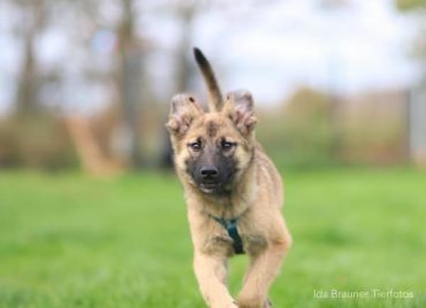 Baily 4 Monate sucht Zuhause