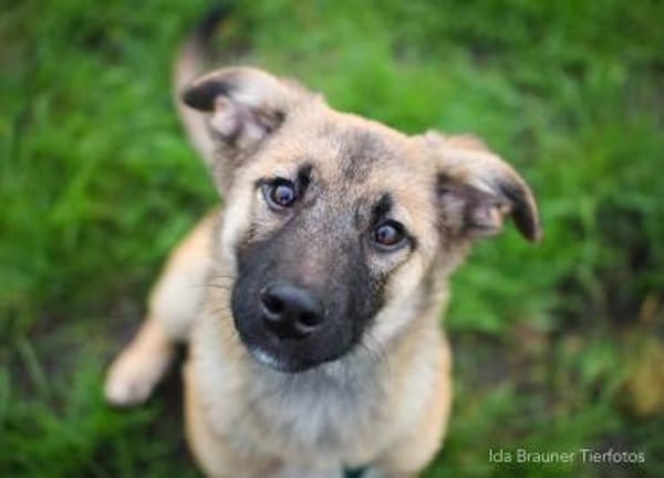 Baily 4 Monate sucht Zuhause