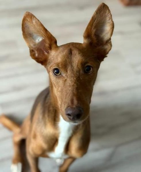 Rufo sucht eine Familie zum Liebhaben