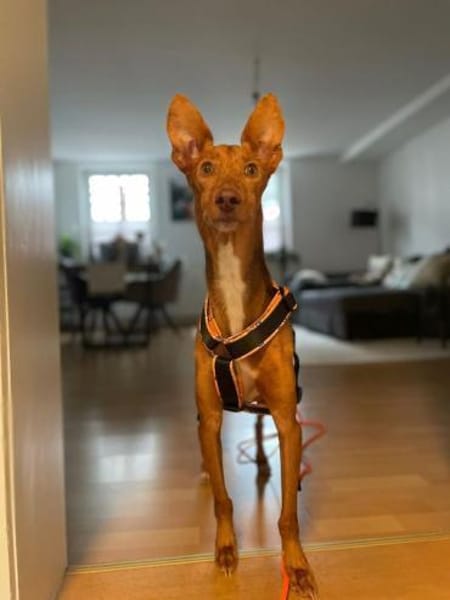 Rufo sucht eine Familie zum Liebhaben