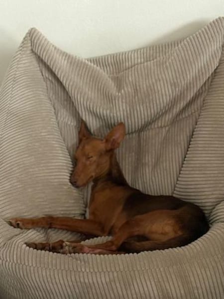 Rufo sucht eine Familie zum Liebhaben