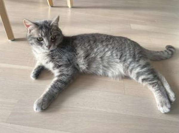 Cielo wünscht sich liebe Menschen