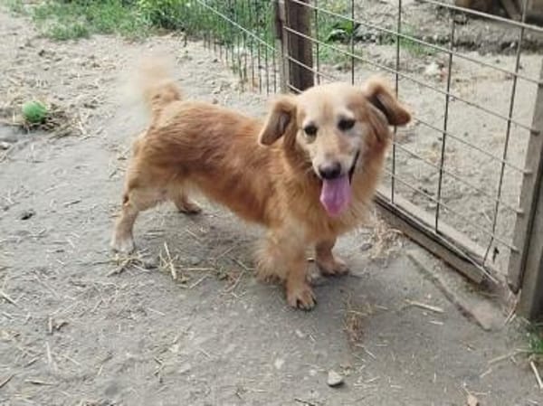 Wer schenkt Subi ein Zuhause?