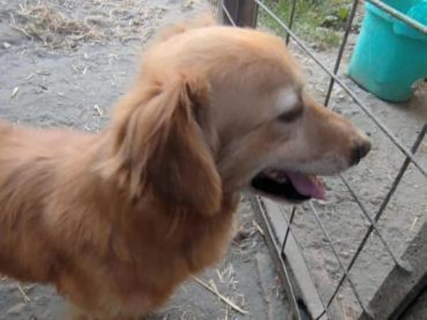 Wer schenkt Subi ein Zuhause?