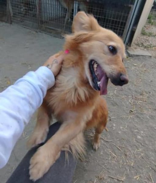 Wer schenkt Subi ein Zuhause?