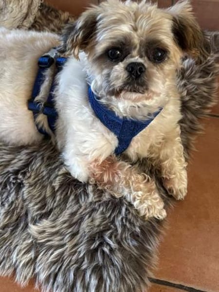 Diana°  in 66740 Saarlouis