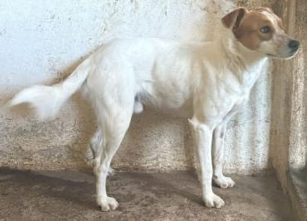 Benschi, geb. 01/2025, 60528 Frankfurt