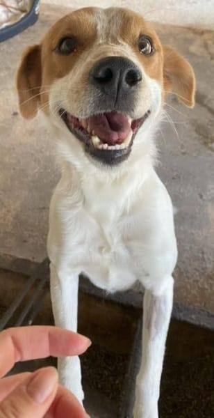 Benschi, geb. 01/2025, 60528 Frankfurt