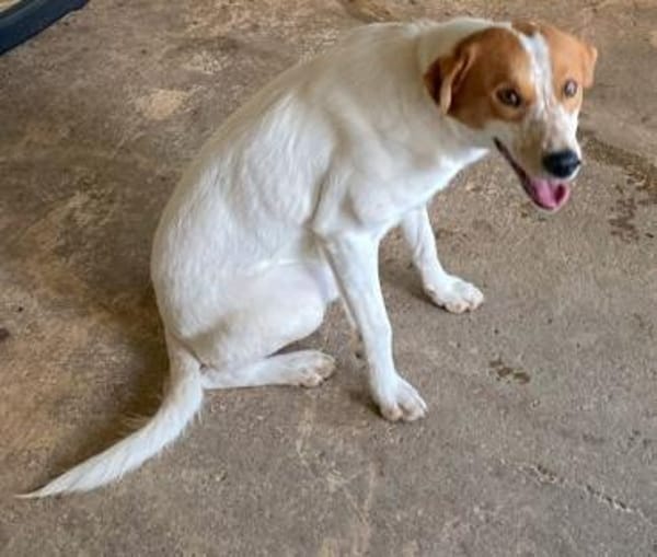 Benschi, geb. 01/2025, 60528 Frankfurt