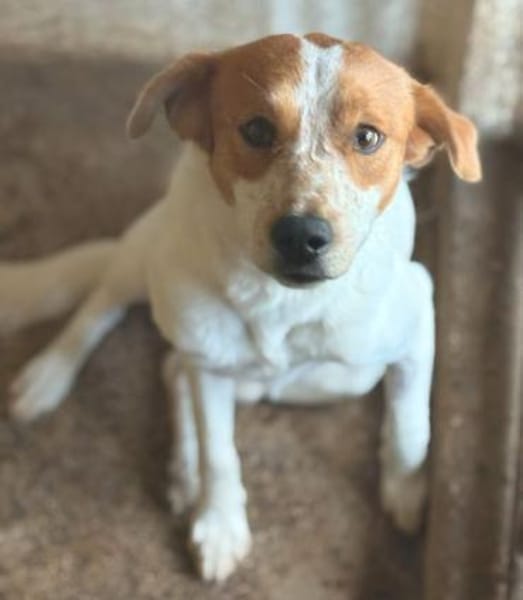 Benschi, geb. 01/2025, 60528 Frankfurt