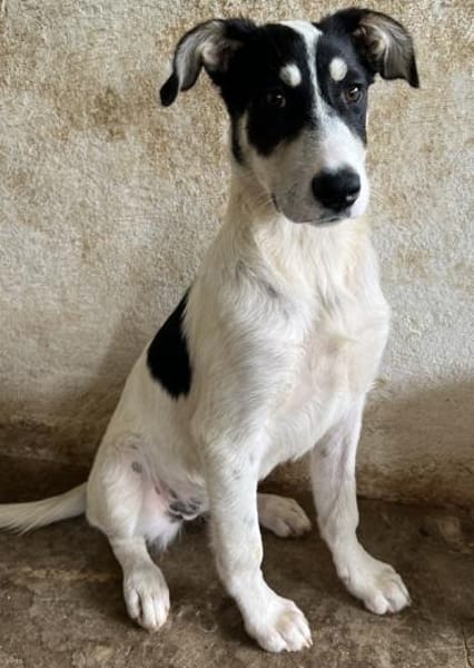 Aury, 12/2024, 33142 Büren-Wewelsburg