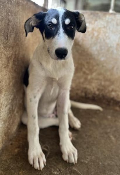 Aury, 12/2024, 33142 Büren-Wewelsburg