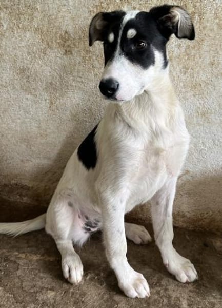 Aury, 12/2024, 33142 Büren-Wewelsburg