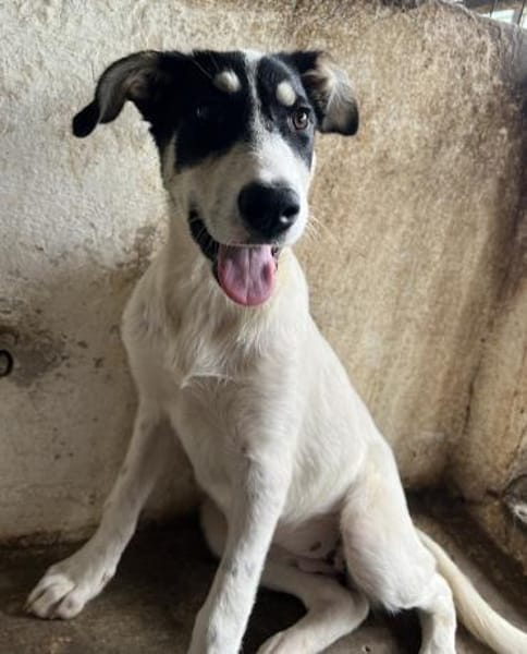 Aury, 12/2024, 33142 Büren-Wewelsburg