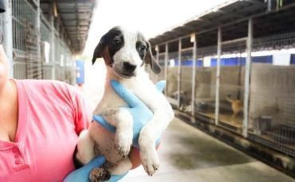 Speedy Gonzales möchte losflitzen!