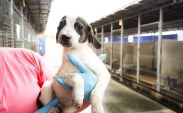 Speedy Gonzales möchte losflitzen!