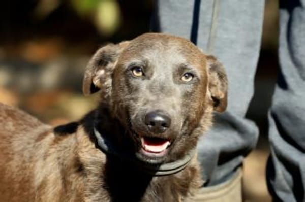 Wer gibr Blue ein Zuhause?