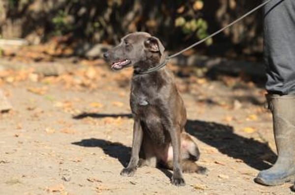 Wer gibr Blue ein Zuhause?