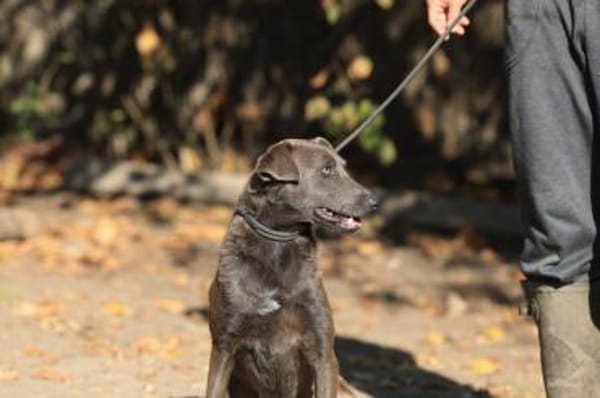 Wer gibr Blue ein Zuhause?