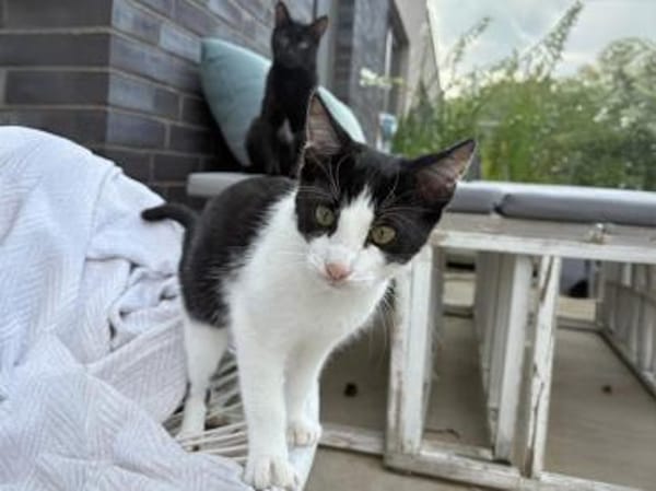 Bergamo möchte zu Ihnen gehören