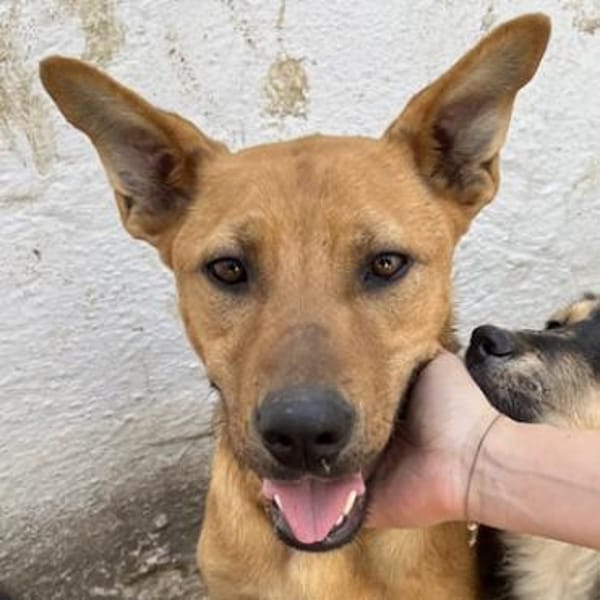 Zella, geb. ca. 03/2023, 47638 Straelen