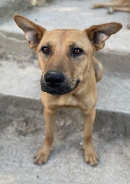 Zella, geb. ca. 03/2023, 47638 Straelen